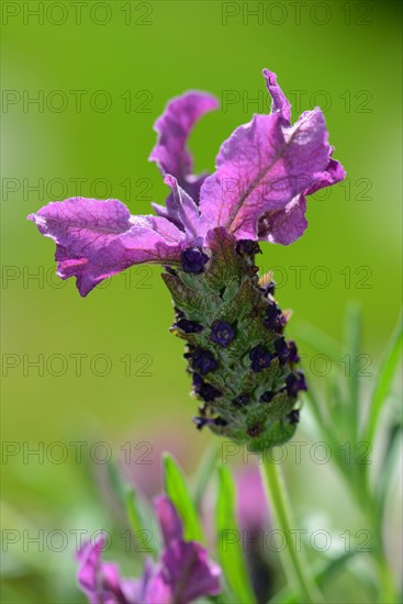 Stoechas Lavender or Topped Lavender