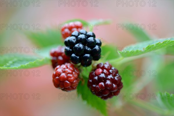 Blackberry