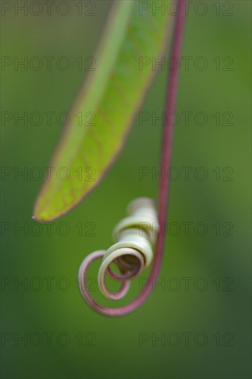 Vine of a passion flower