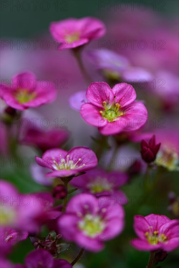 MossSaxifraga x arendsii