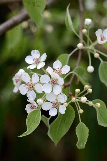 Birch leaf pear