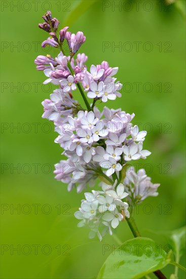 Lilac Tree