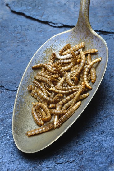 Mealworms in tablespoon
