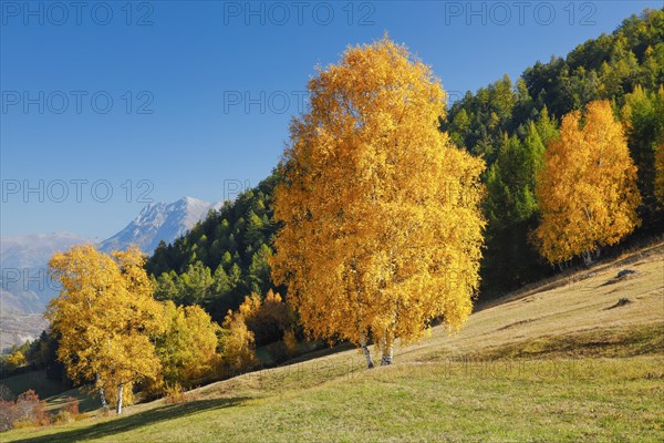 Birch in Lower Engadine