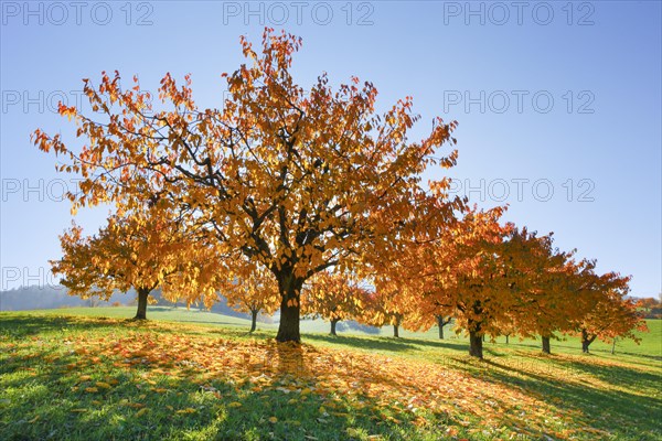 Cherry trees in autumn