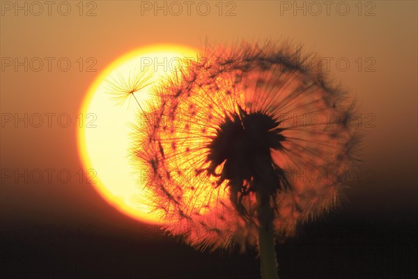 Dandelion