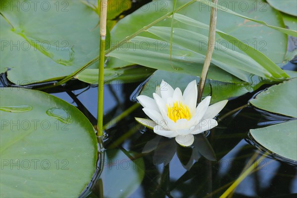 Water lily