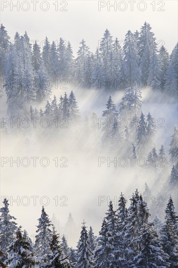 Snowy fir forest