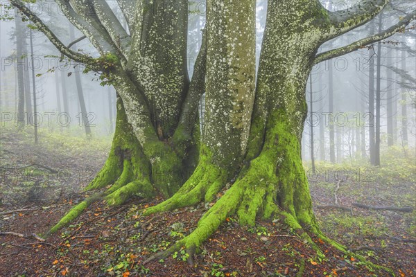 Beech forest in autumn