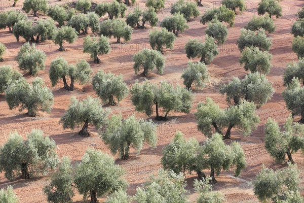 Olive groves