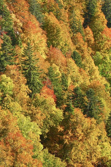 Mixed forest in autumn