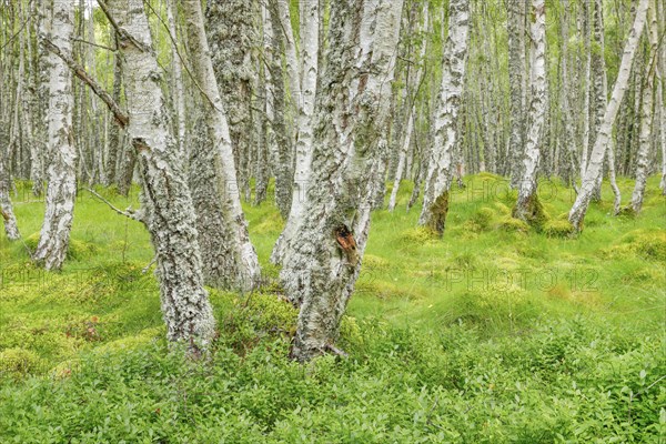 Birch Forest