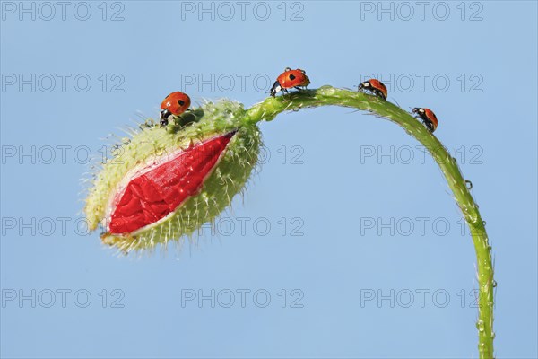 Two-spotted ladybird on poppy flower