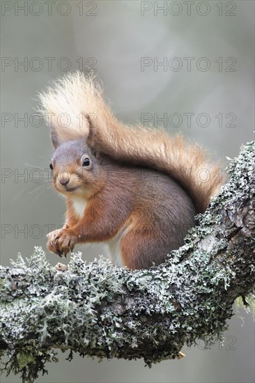 Eurasian red squirrel