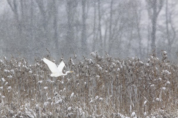 Great egret