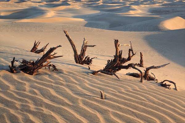 Mesquite Flats Sand Dunes