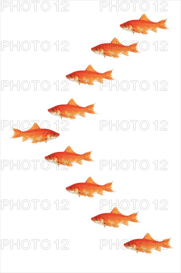 Shoal of goldfish on white background