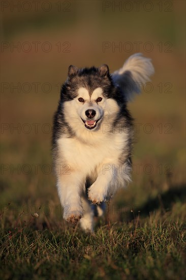 Alaskan Malamute