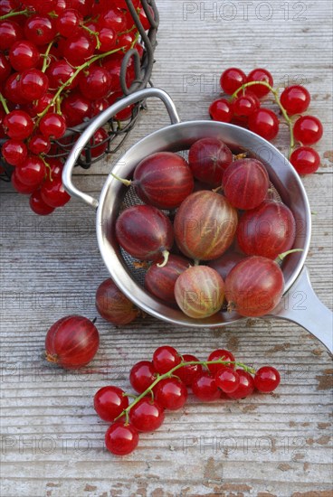 Gooseberries in sieve and Redcurrants