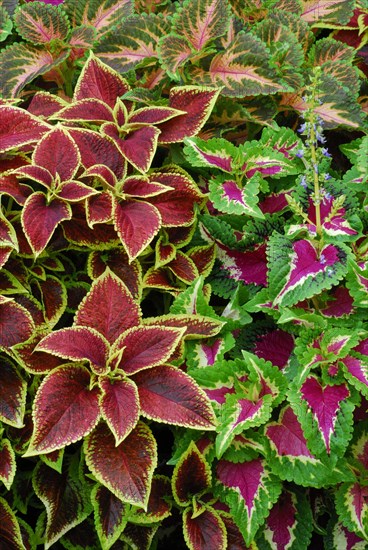 Coleus nettle