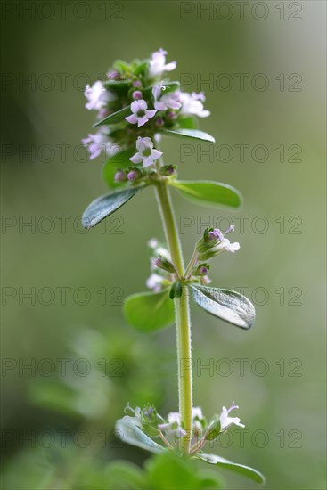 Lemon thyme