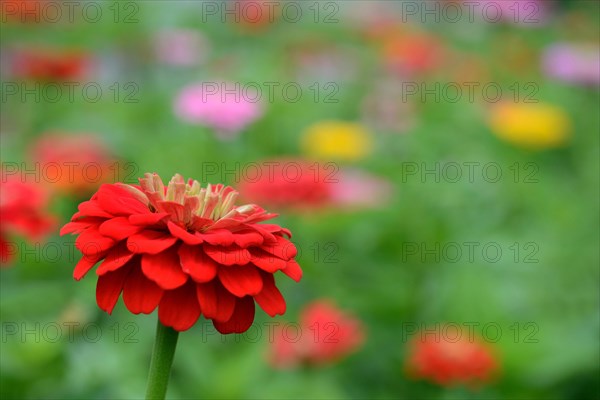 Common zinnia