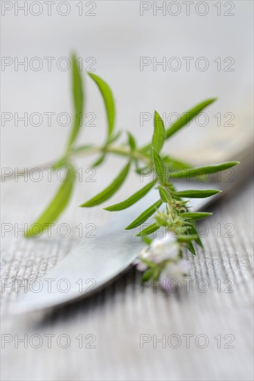 Summer savory