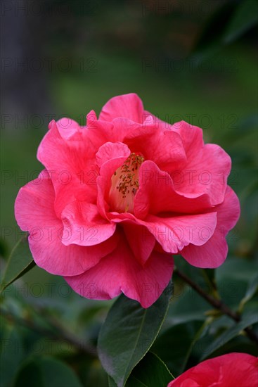 Japanese camellia