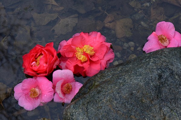 Camellia flowers in puddle