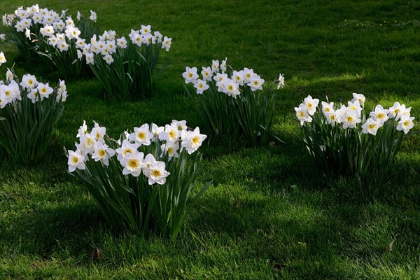 Poet's Daffodil