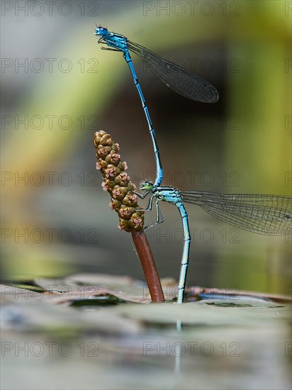 Mating of the Azur moth