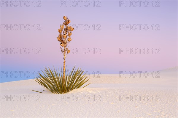 Yucca