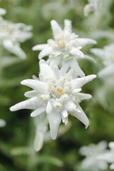 Alpine Edelweiss