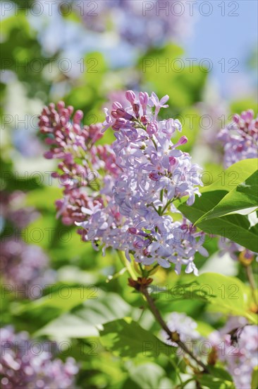 Common Common Lilac