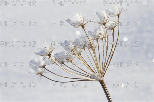 Ice detail on chervil