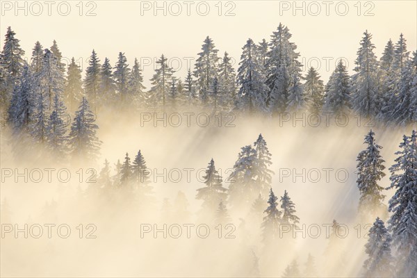 Snowy fir forest