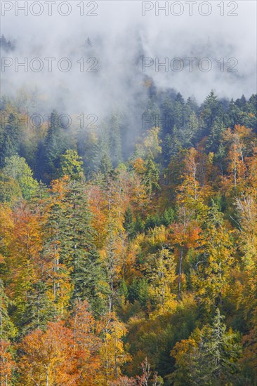 Mixed forest in autumn