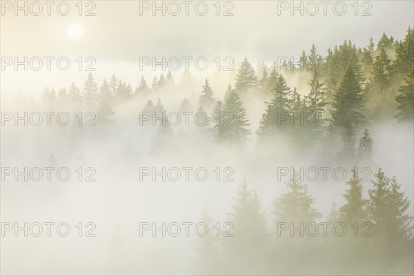 Forest in the fog