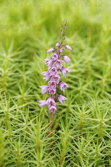 Heather flower and maidenhair moss