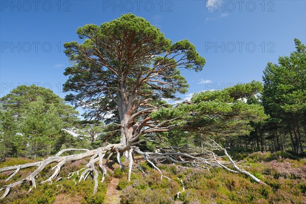 Scots pine