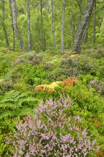 Birch forest