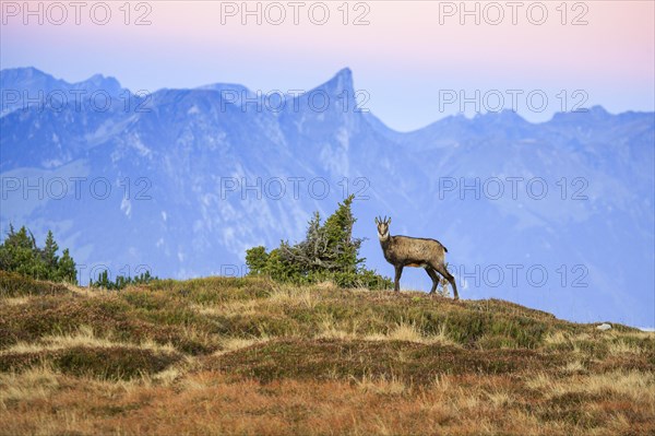 Chamois