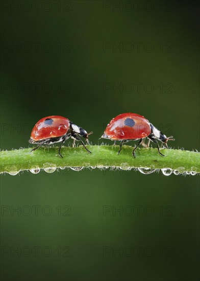 Two-spot ladybird on blade of grass