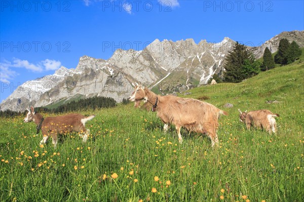 Goats on the alp