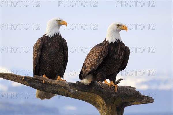 Bald eagle