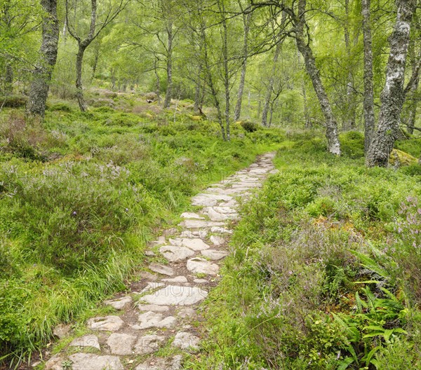 Footpath in birch forest