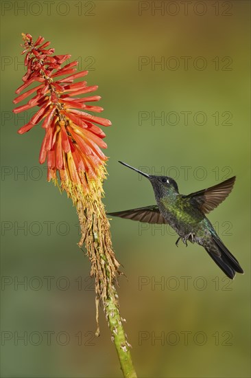 Violet-crowned Hummingbird