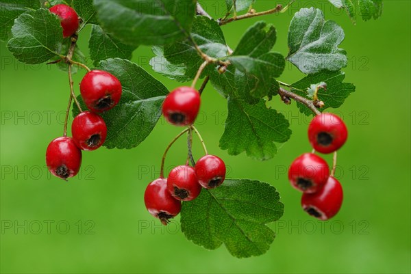 Common hawthorn