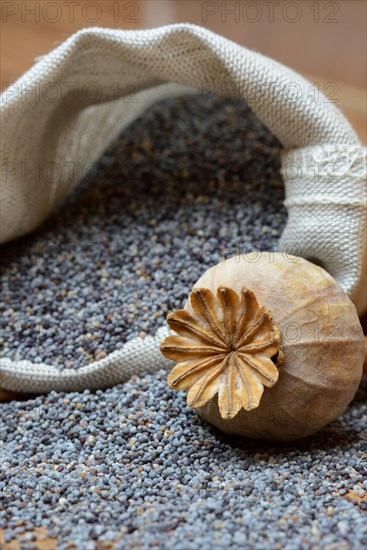 Blue poppy with poppy seed capsule