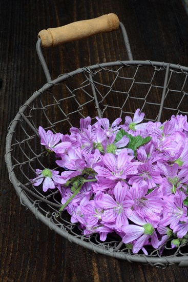 Common mallow